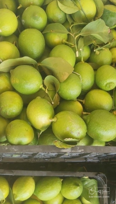 فروش لیمو سنگی