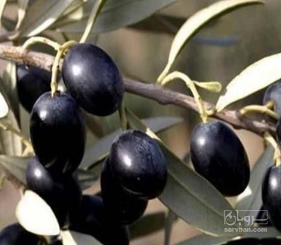 فروش زیتون سیاه