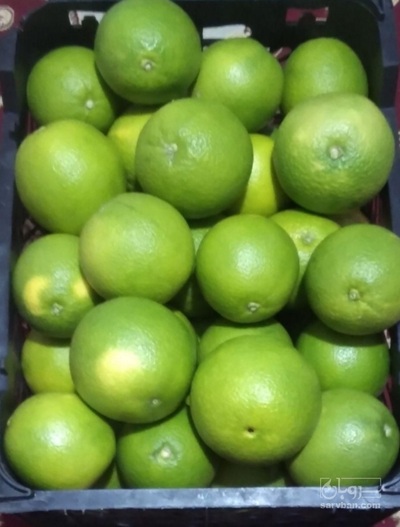 فروش پرتقال نافی [تامسون]