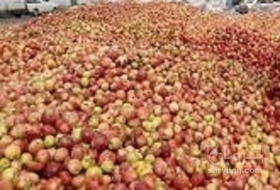 فروش سیب ضایعاتی