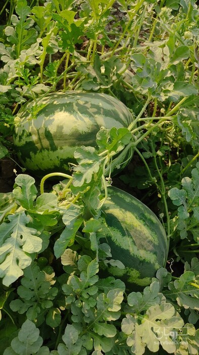 فروش هندوانه