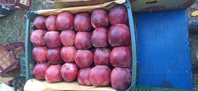 فروش سیب قرمز