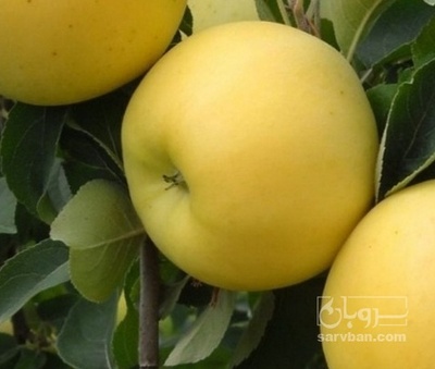 فروش سیب زرد