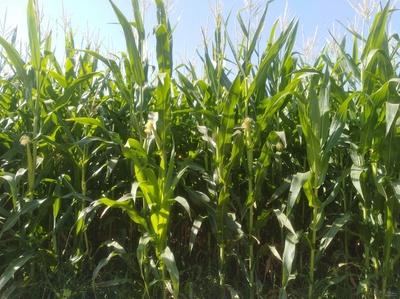 فروش ذرت علوفه ی