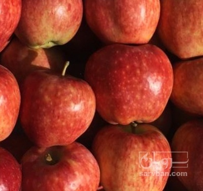 فروش سیب لبنان