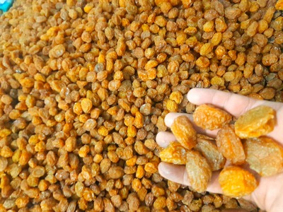 فروش آلو بخارا ارگانیک