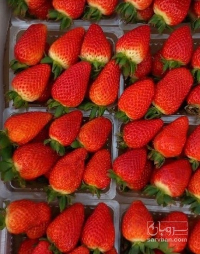 فروش توت فرنگی گلخانه ایی