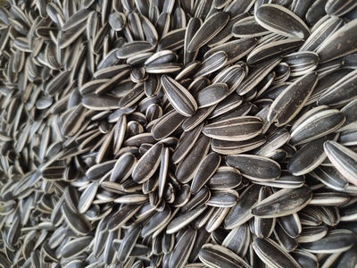 فروش تخمه آفتابگردان خام و بوداده