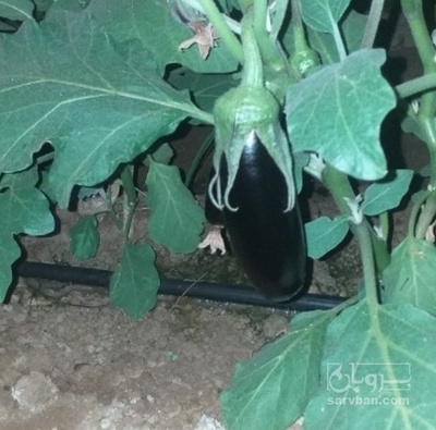 فروش بادمجان