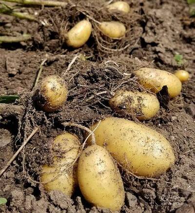 فروش سیب زمینی