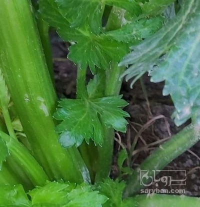 فروش کرفس هکتاری