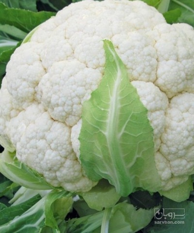 فروش گل کلم