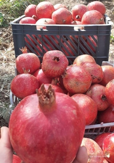 فروش انار