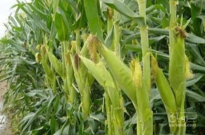 فروش ذرت علوفه ای