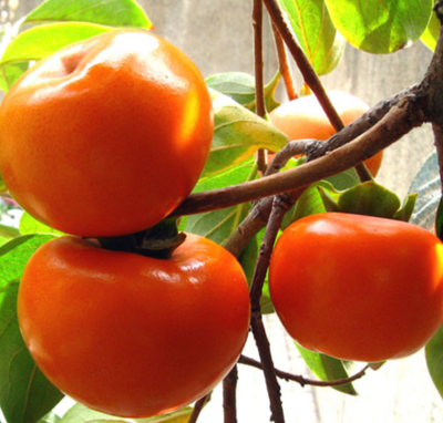 فروش خرمالو