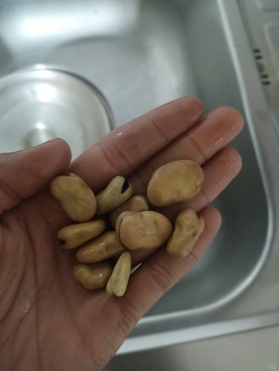 فروش باقلا تازه - باقالی - باقالا