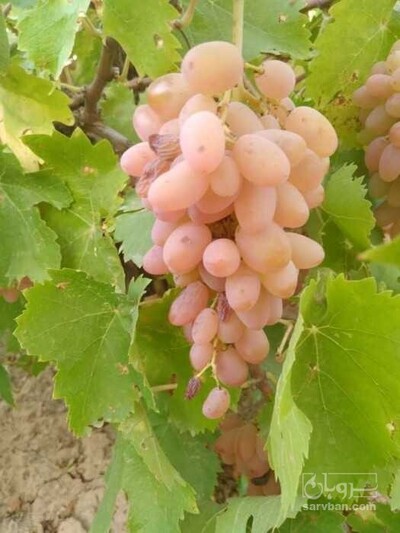 فروش انگور کلاه داری