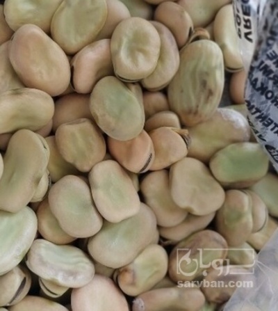 فروش باقلا تازه - باقالی  بذری