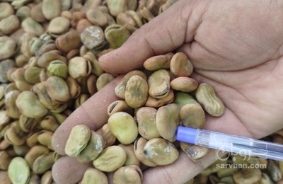 فروش باقلا تازه - باقالی - باقالا