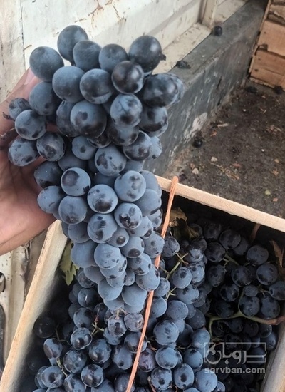 فروش انگور شانی