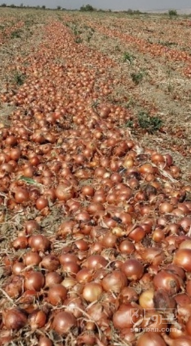 فروش پیاز زرد