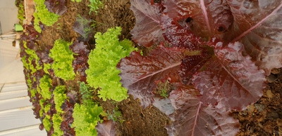 فروش کاهوی فرانسوی در اراک