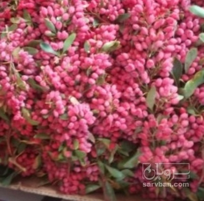 فروش زرشک تازه