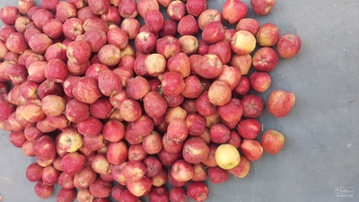 فروش سیب درجه ۲