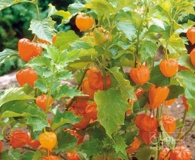 فروش فیسالیس - میوه