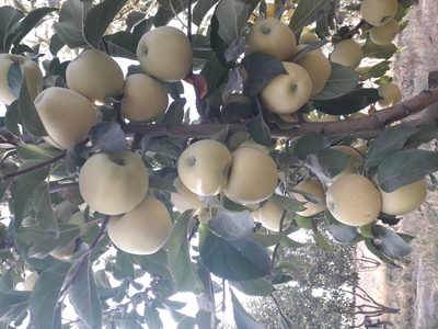 فروش سیب زرد