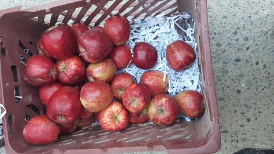 فروش سیب قرمز