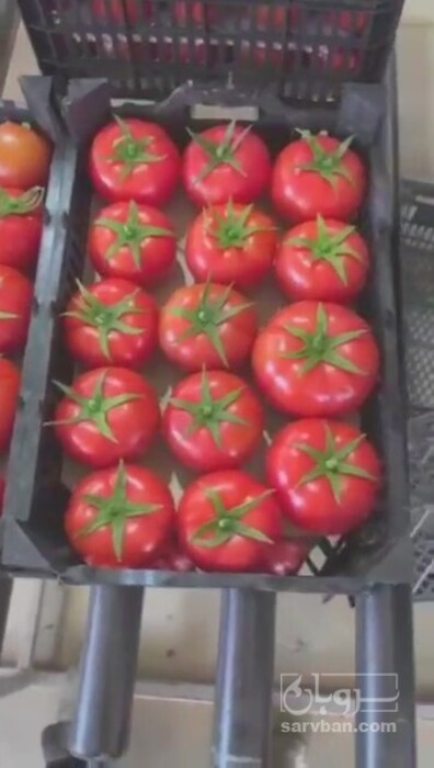 فروش گوجه فرنگی