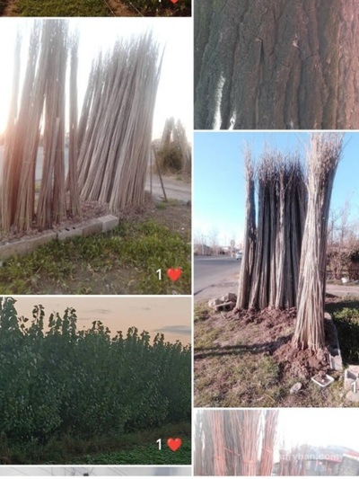 فروش نهال صنوبر