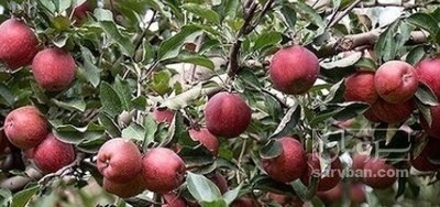 فروش سیب قرمز
