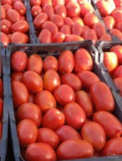 فروش گوجه فرنگی