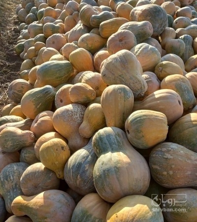 فروش کدو تنبل