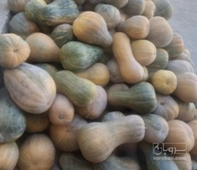 فروش کدو تنبل دو رنگ