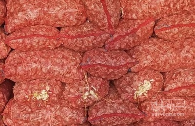 فروش سیر بذری