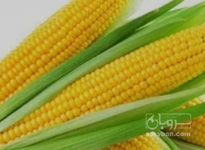 فروش ذرت