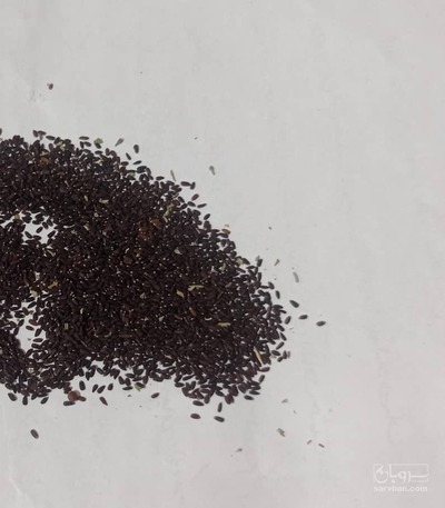 فروش بذر زوفا