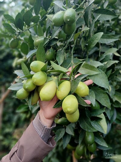 فروش لیموترش