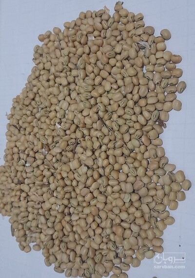 لوبيا قرمز جیرفتی