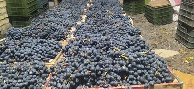 فروش انگور