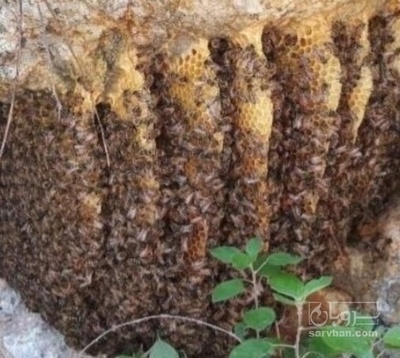 فروش عسل گیاهی