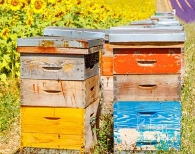 فروش عسل تغذیه