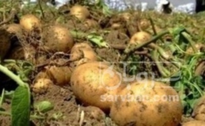 فروش سیب زمینی اسپریت