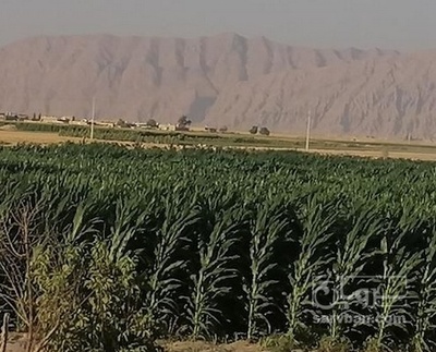 فروش چاپر ذرت - سیلاژ ذرت