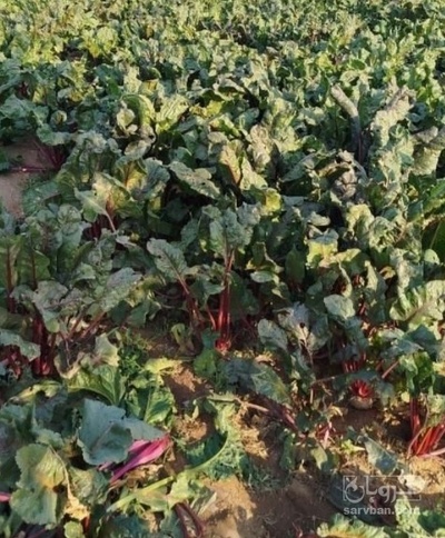 فروش چغندر لبو