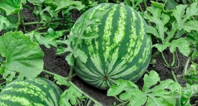 فروش هندوانه گرد