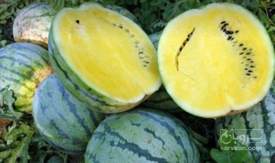 فروش هندوانه اناناسی